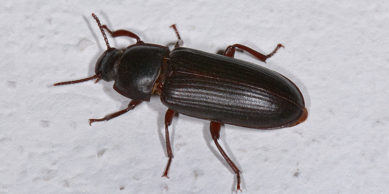 Tenebrionidae: Tenebrio molitor?  S !